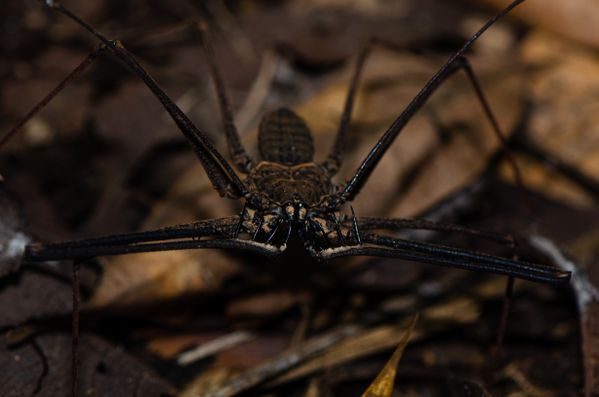 Nocturnal tailless whip scorpion thumbnail
