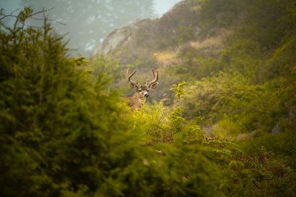 Mountain Mist Stag thumbnail