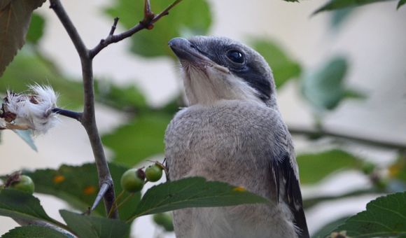 A gray and white bird perches among leafy branches