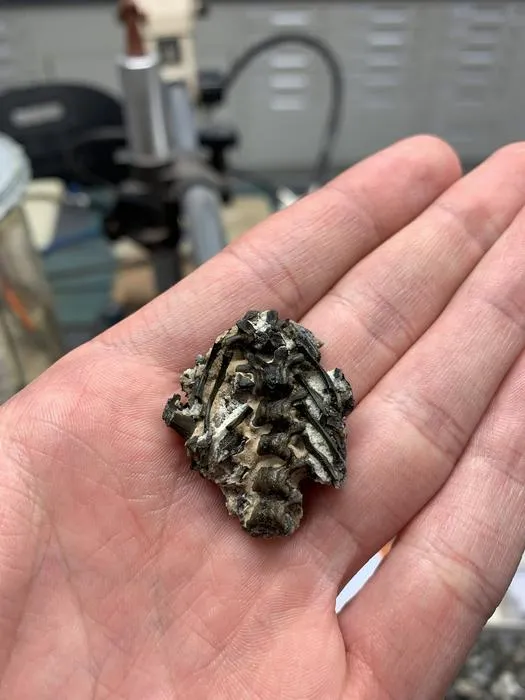 hand holding a small fossil that looks like ribs and a spine