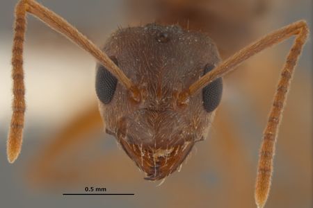 A crazy ant queen.