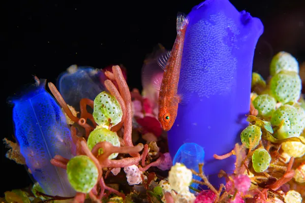 In the Jewel Garden thumbnail