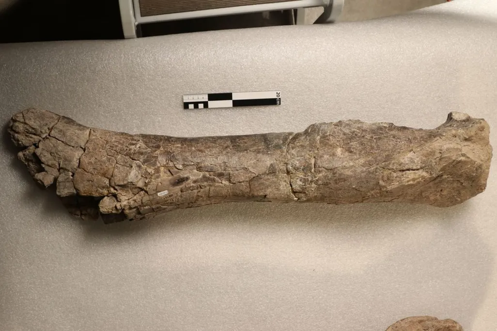 The shinbone on a surface