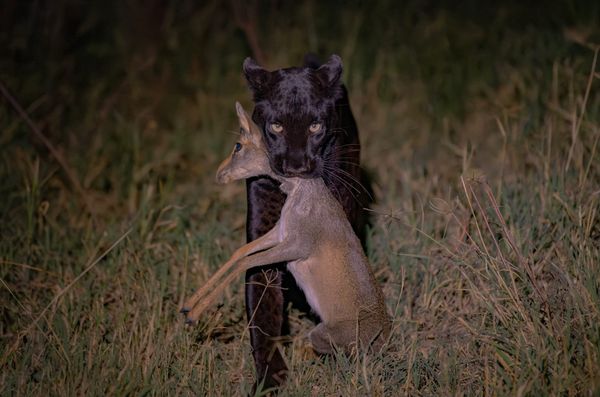 Black Leopard beauty thumbnail