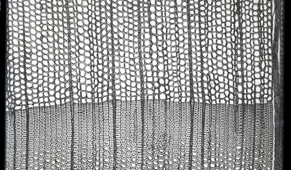 Photomicrograph of wood specimen, circa 1890s, by L. Bernie Gallaher, SIA Acc. 11-007, MNH-4701. (Smithsonian Institution Archives)
