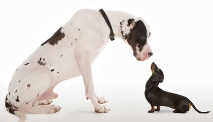 Mutation That Gave Us Tiny Dogs Found in Ancient Wolves