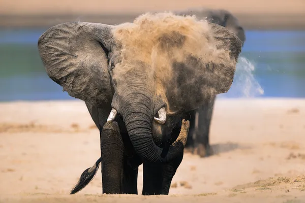 Dust Bath thumbnail