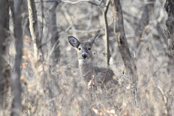 Young Deer nibbling in the woods - Nikon D7200 thumbnail
