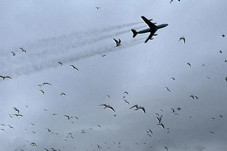 A US Air Force Boeing 707 disturbs a colony of sooty terns during takeoff.