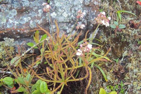 The first known photograph of Drosera magnifica.