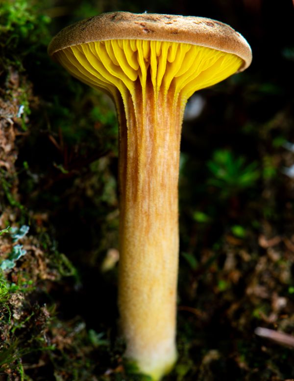 Yellow Gilled Boletes thumbnail