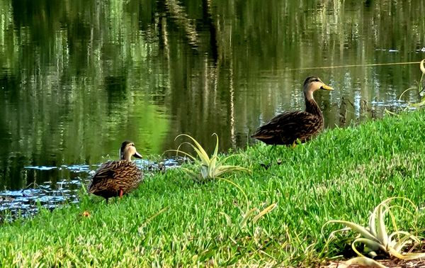 Ducks enjoying a day at the Pond thumbnail