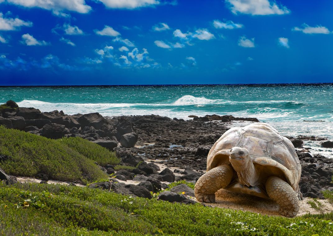 Galápagos tortoise