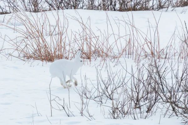 White on White thumbnail