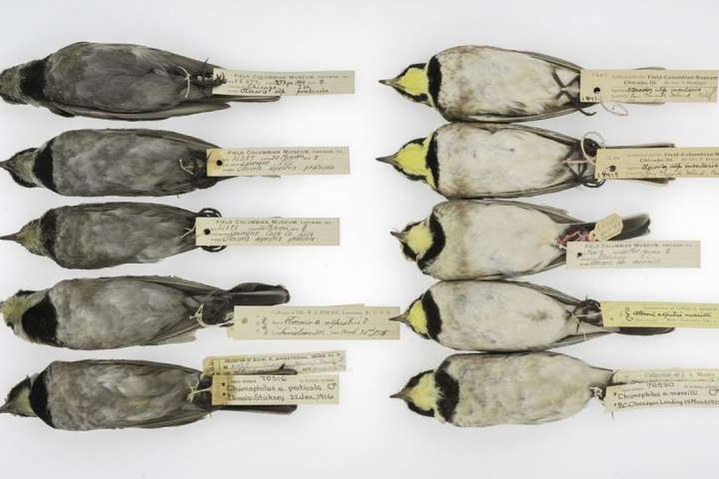 Dirty Birds