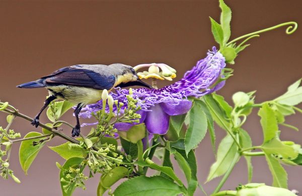 Purple Rumpped Sunbird On Passion Flower thumbnail
