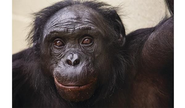 Bonobos opener_Mobile 