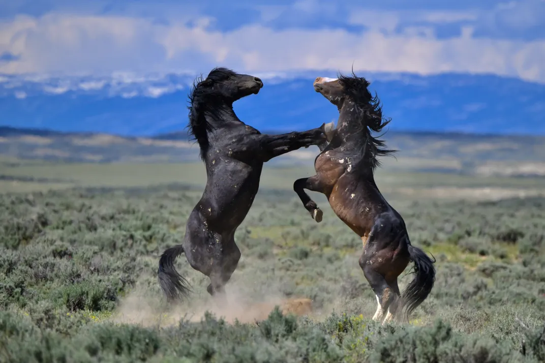 two horses stand on hind legs
