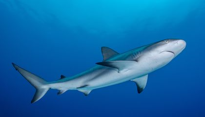 Efforts to Bring Back the Caribbean Reef Shark May Become a Conservation Success Story