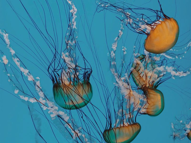 Jellyfish invasion at the National Aquarium Smithsonian Photo Contest