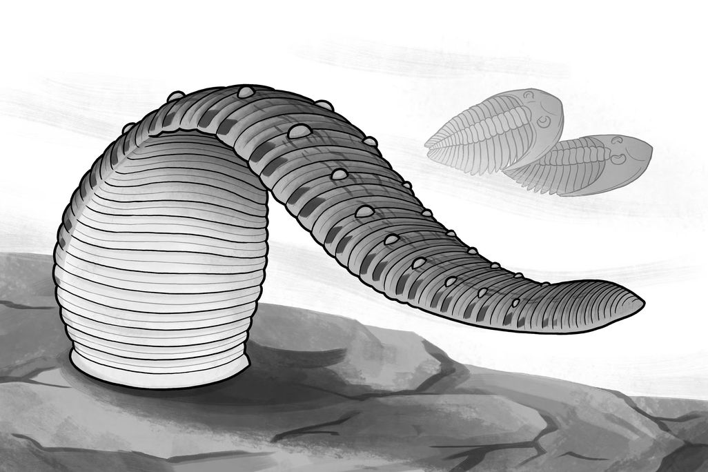 Sketch of fossilized leech