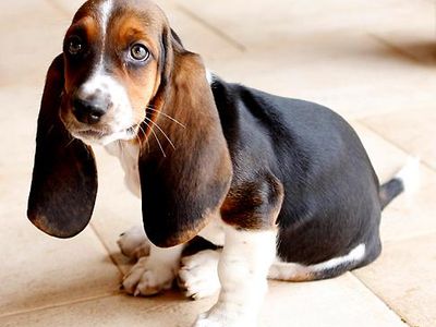 Basset Hound puppy