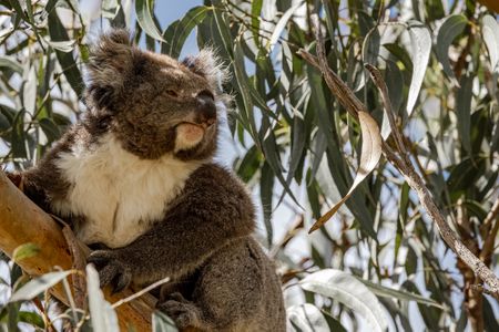 Estimated at 5,000 to 7,000 individuals, the koala population is the largest and healthiest in the state of Victoria, and second only in size to that of Kangaroo Island in the whole country.
