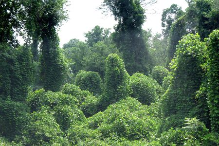 Invasive kudzu girdles a forest.