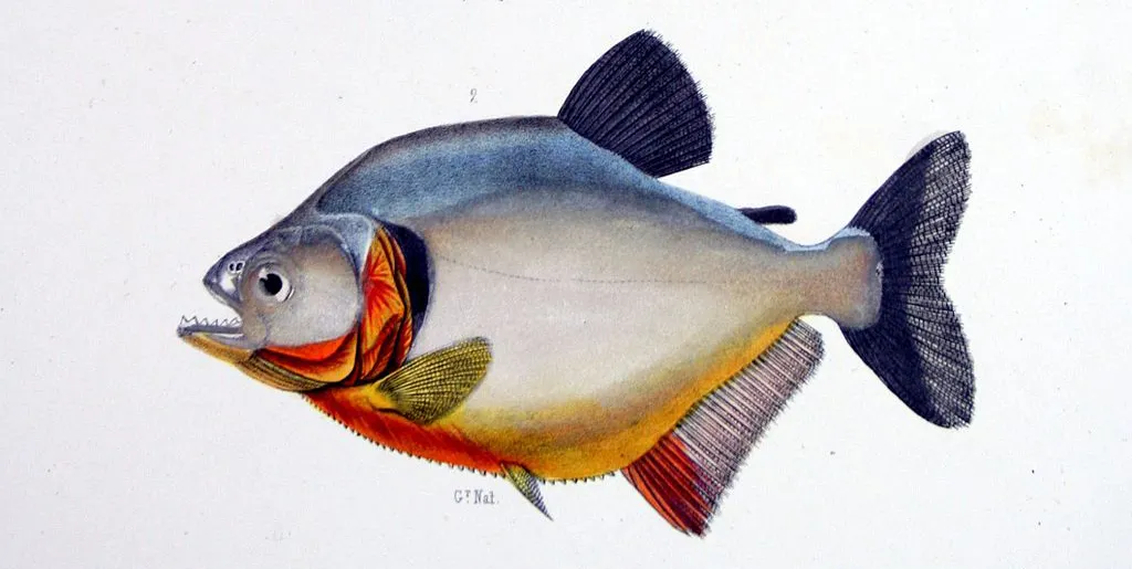 Castelnau piranha sketch
