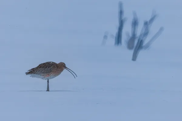 Lonely Curlew thumbnail