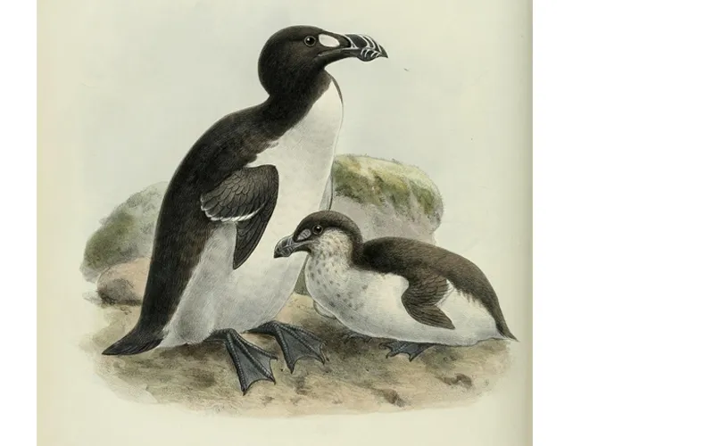 When the Last of the Great Auks Died, It Was by the Crush of a Fisherman's Boot