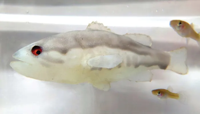 The robot fish is white and gray with red eyes; its shape resembles a largemouth bass. Behind it swim two small mosquitofish.