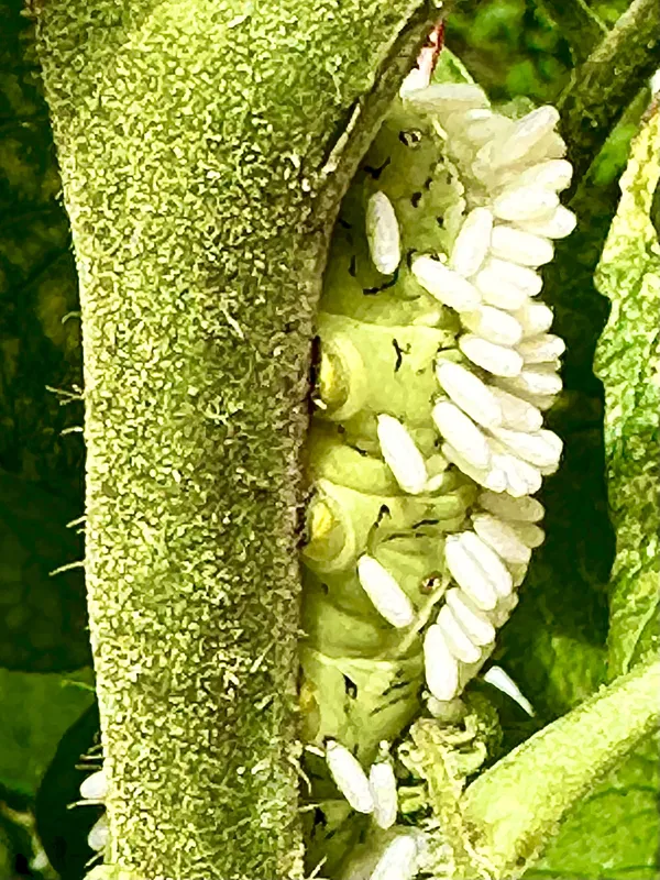 Wasp eggs on Caterpillar thumbnail