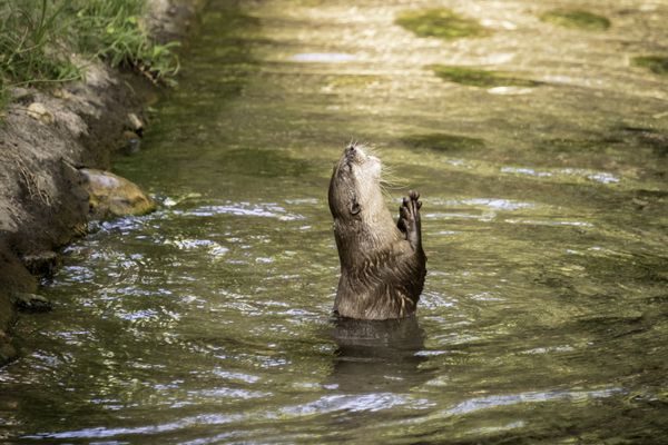 Praying Otter thumbnail