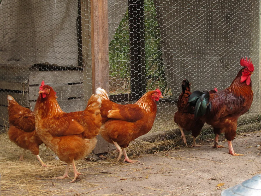 What you need to know about that giant chicken you saw online this week