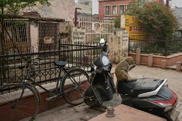 Motorcyclist in Agra, India thumbnail