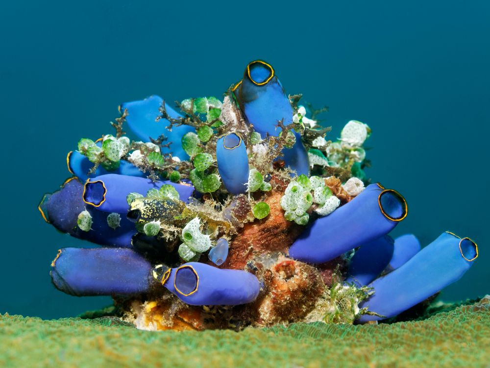 sea squirts on coral