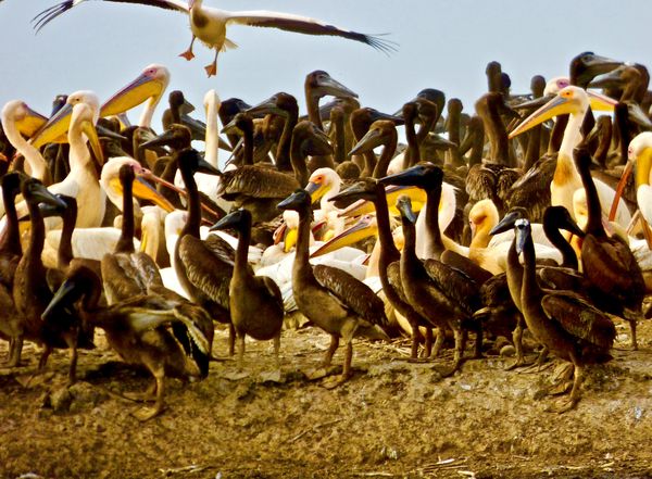 Black-Colored Pelican Chicks Anxiously  Await  an Adult White Pelican About to Land thumbnail