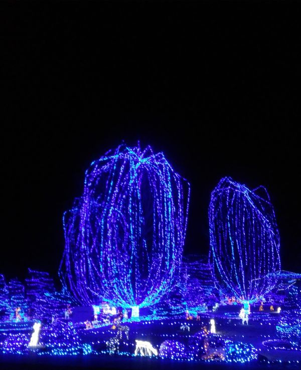 The Blue Forest thumbnail