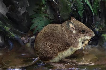 This illustration shows one of the newly described species of stilt mouse, Colomys lumumbai, wading at the edge of a stream. 