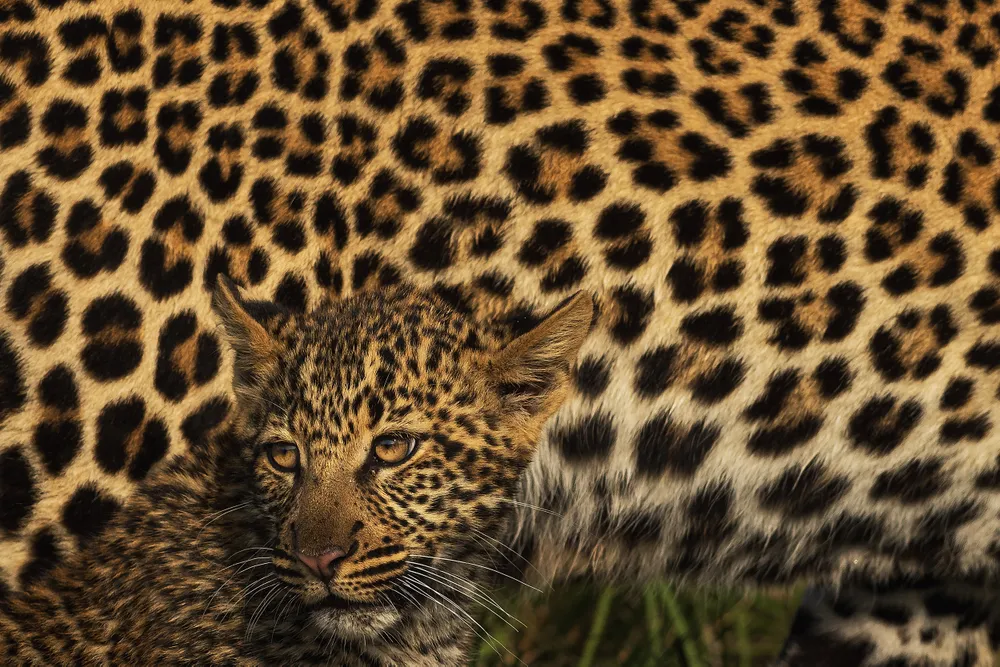 A leopard cub rests against its mother in the Masai Mara, blending into her protective coat. The repeating rosettes frame the cub’s face, symbolizing both camouflage and comfort in a world full of danger.