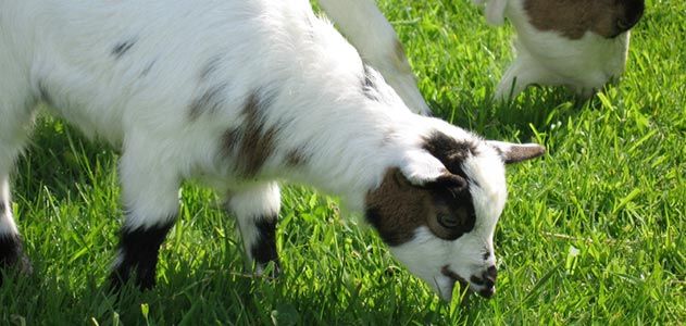 Goats eating grass