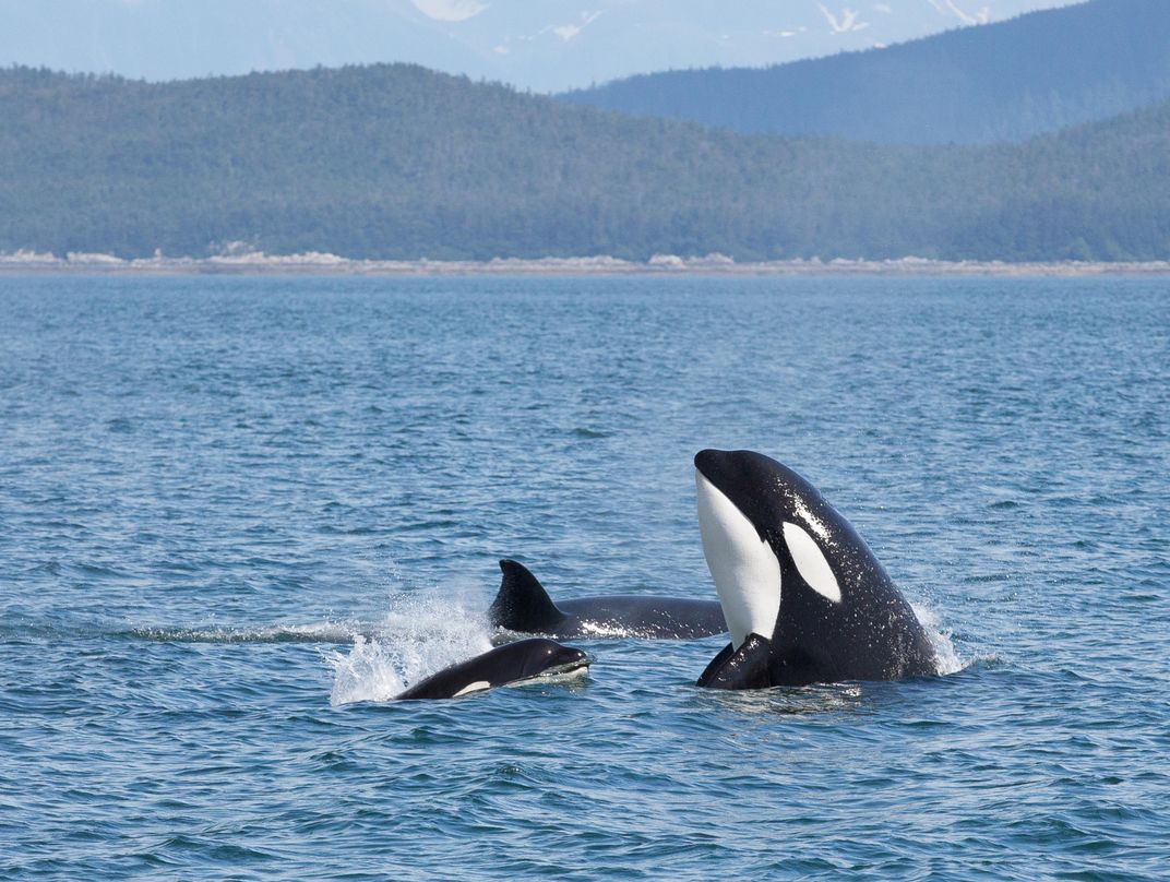 Pod of Orca whales