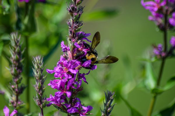 Bee-autiful thumbnail