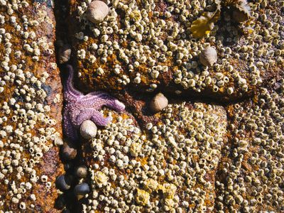 A starfish and barnacles along the side of a formerly sunken wall