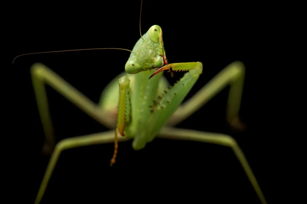 a praying mantis looks straight at the camera, one leg to its chin, head tilted to its right side