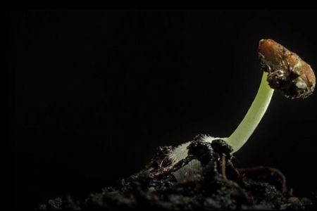 Screenshot from "Macro Timelapse" at Natural Recall