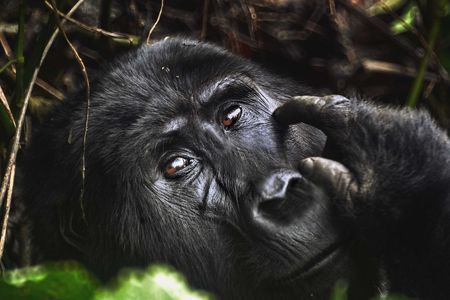 A mountain gorilla in Uganda