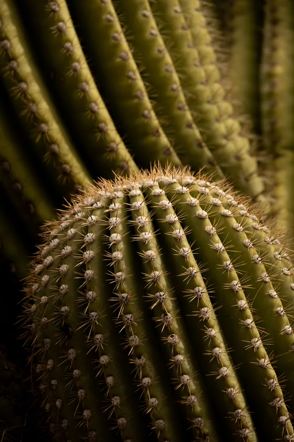 Saguaro Details thumbnail