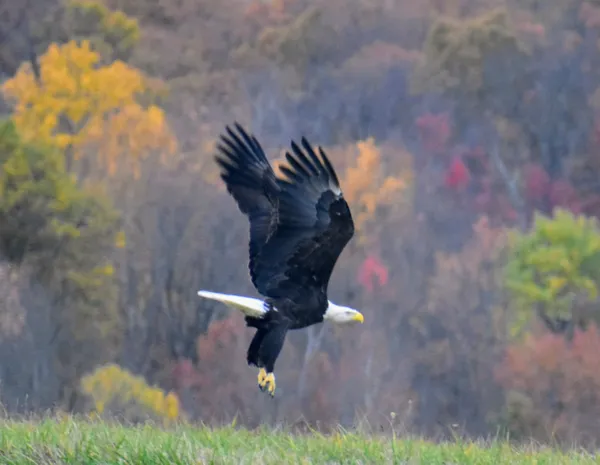 A bald eagle on a fall afternoon thumbnail